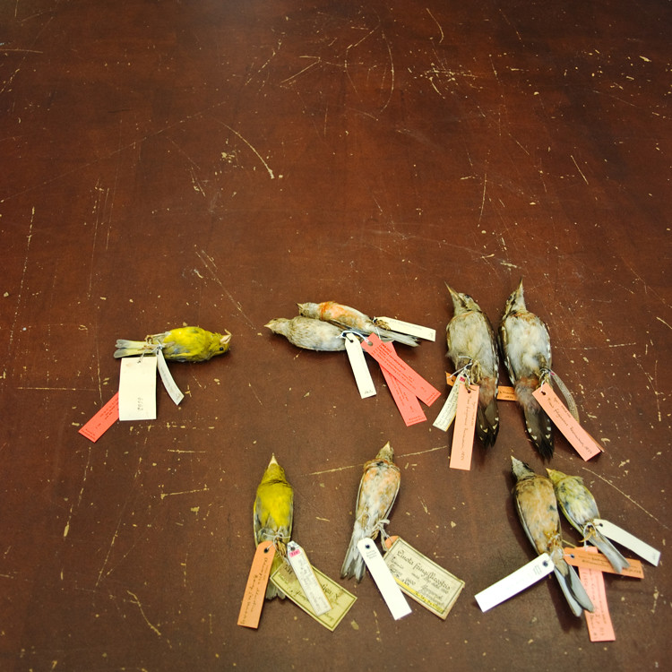 These are some of the scientifically important birds that had to be matched up to the citations in the journal that was found.