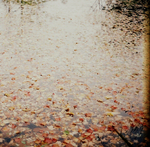 Leaves in the Pond at Smith