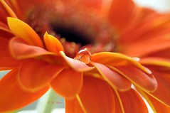 orange flowers ~ orangefarbene Blumen