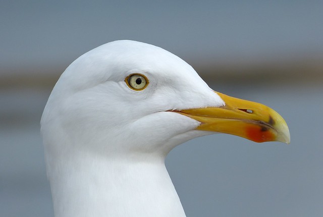 25840 - Herring Gull, Lyme Regis