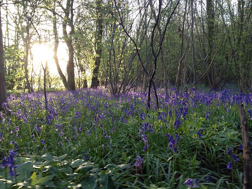 Bluebells in Gransden Wood