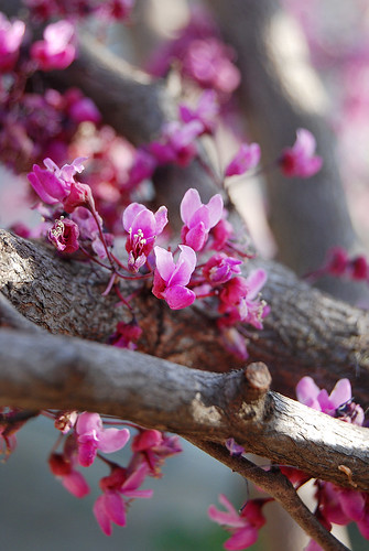 Picture of American Redbud, a spring flowering tree native to the Ozarks.