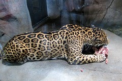 IMG_3653: Leopard Lunching