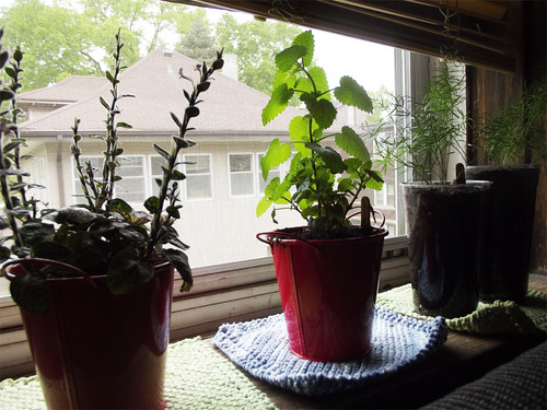 windowplants