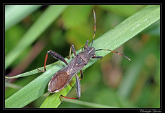 Heteroptera/Alydidae