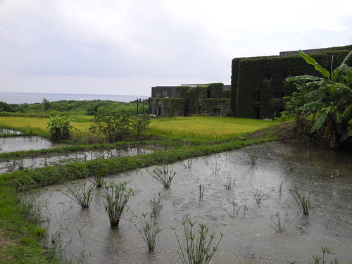 水梯田雖水稻生長期間都要有水，仍有兩次須斷水，並且要斷得徹底！