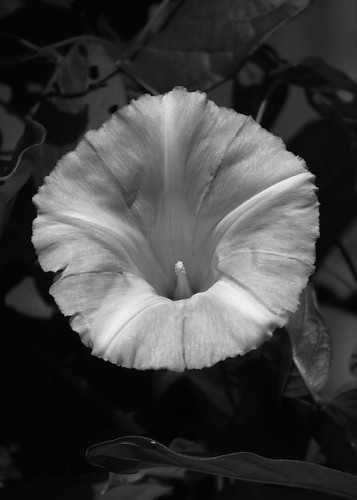 Flower in Black & White