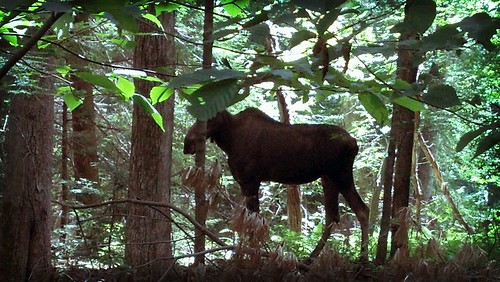 Moose by countcondu