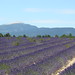 Lavender and the Ventoux