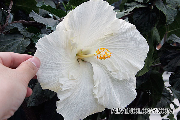 Giant white hibiscus