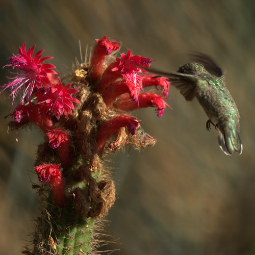 Hummingbird at Cactus Flowers
