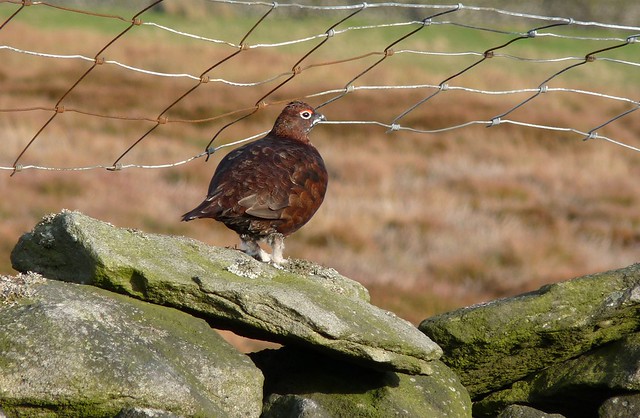 25363 - Red Grouse, Yorkshire