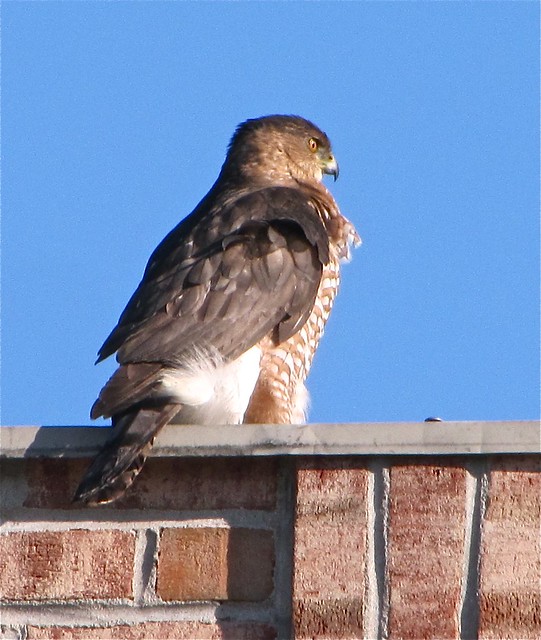Cooper's Hawk in Bloomington, IL 01