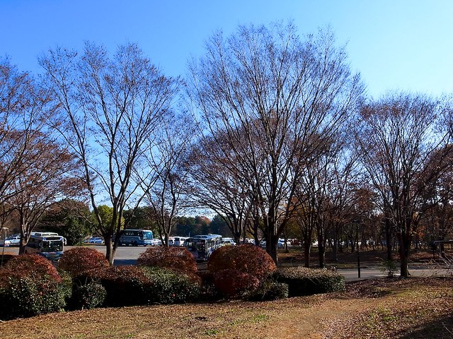 Campus trees in winter
