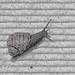 Vasarely snail