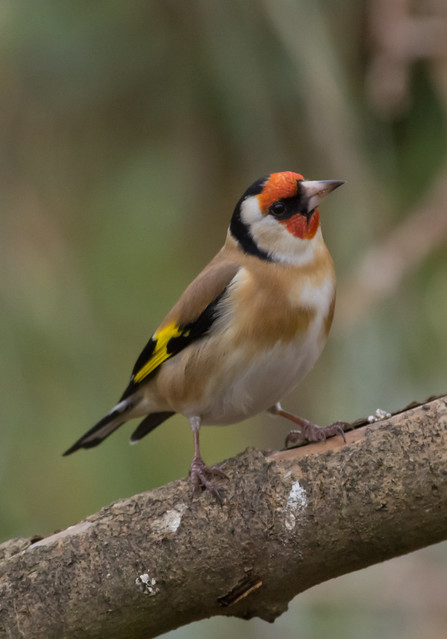 goldfinch cloudy day 7