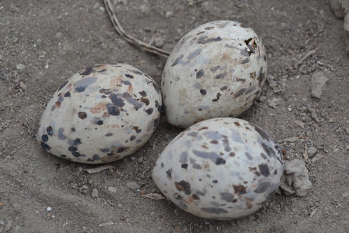 Black skimmer (Rynchops niger) chicks pipping in eggs