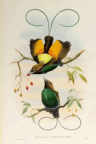 023-Ave del paraiso alas de oro-The birds of New Guinea and the adjacent Papuan islands..1875-1888-Vol I-Gould y Sharpe
