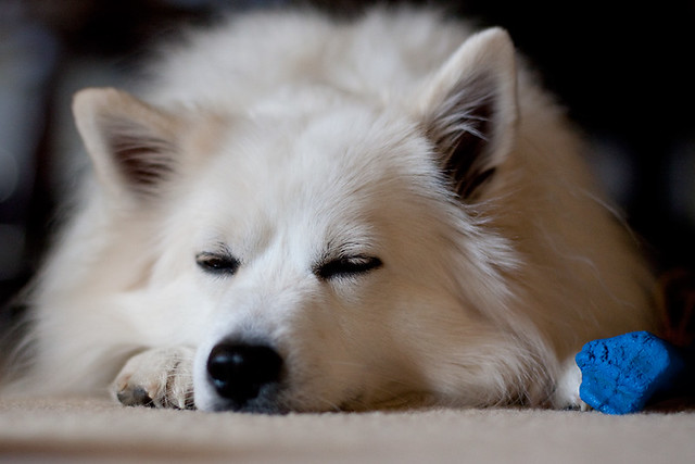 Snoozy Eskimo Dog