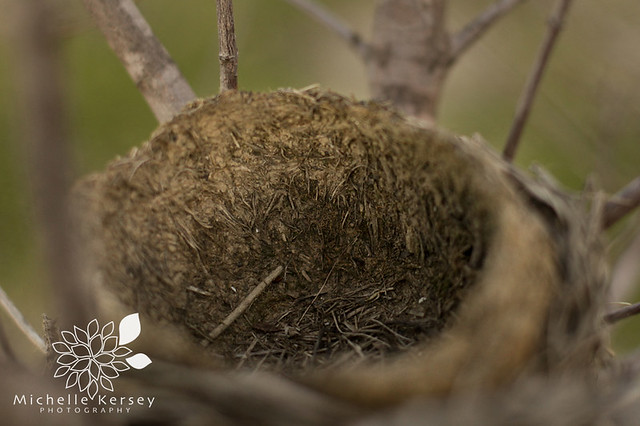 Empty Robins Nest