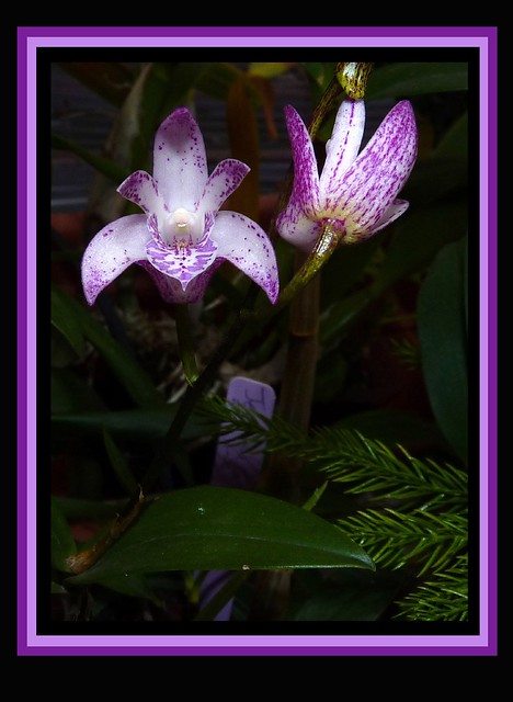 Dendrobium Jesmond Glitter hybrid orchid