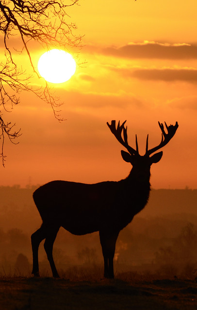 Red Deer Sunrise by Rob '81