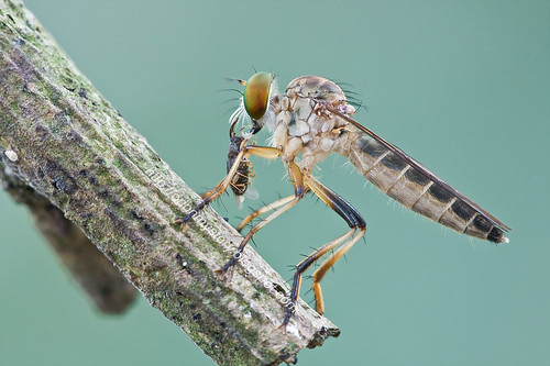 robber fly with prey IMG_9321 copy