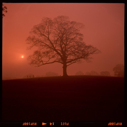 Sycamore in the mist by pho-Tony