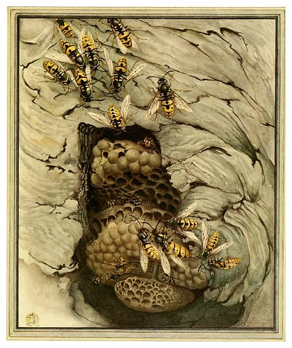 031-La avispa comun- Fabre's book of insects ..1921-Ilustrado por Edward Detmold