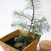 little fir tree
