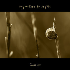 My nature in sepia