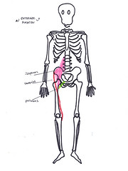 hip external rotation anterior