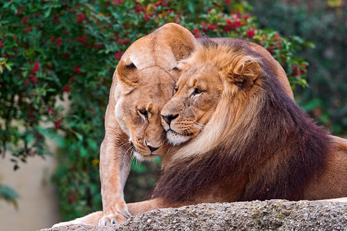 無料写真素材|動物|ライオン|動物カップル