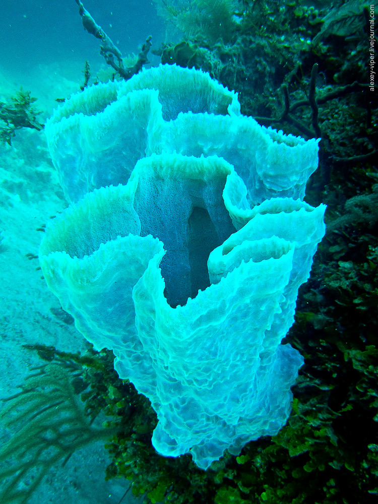 Куба: меж мангровых зарослей 2012.01.12-2012.01.26_dive_safari_[cuba]-diving-010