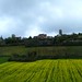 Campos de canola e videiras na subida da colina de Vèzelay - Foto: Rê Sarmento