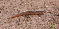 Lizards and Newts