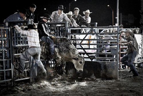 Chuting Bull-0244 by Against The Wind Images
