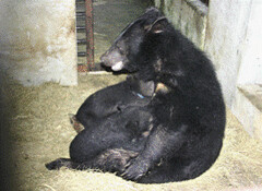 小熊隔離一段時間後，母子聚時立即授乳情形。（楊吉宗 攝）