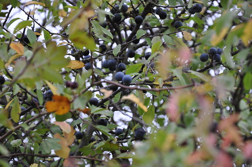 Sloes in the bushes