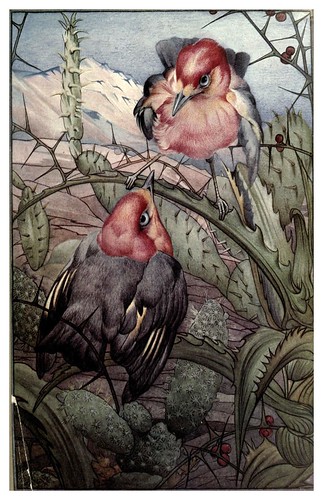 045-Espinas-News of spring and other nature studies 1917- Ilustrado por Edward J. Detmold