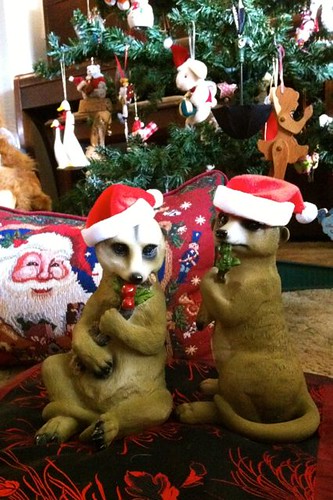 Christmas meerkats