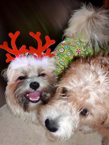 Merry Christmas from Scout and Henry!