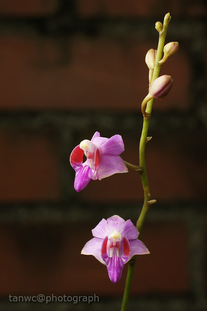 Just Orchid