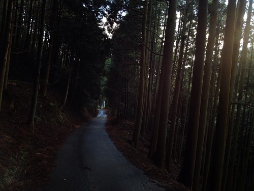 目眩の北山杉林路 by Nakai Nakaya