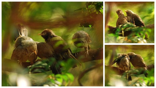 Day 14 - Jungle Babblers Day Out by McGun