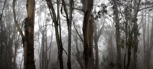 無料写真素材|自然風景|森林|樹木|霧・霞