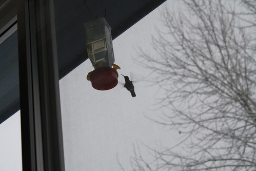 Chilly Hummingbird