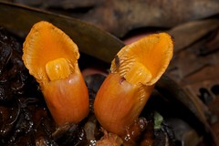 Borneo Gingers