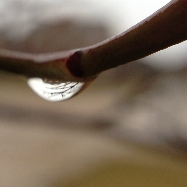 Reflected #raindrop #olloclip #macro