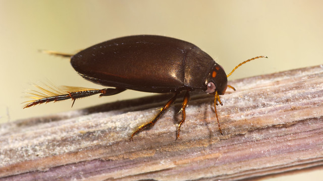 Ilybius sp Black diving beetle 4 edited